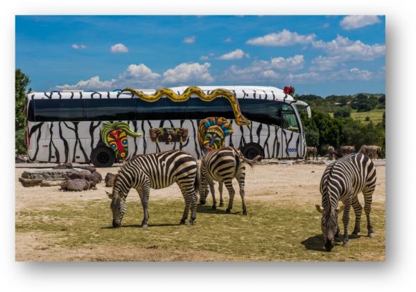 Africam Safari + Tecali, 27 de Abril - Image 2