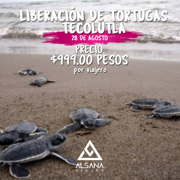 LIBERACIÓN DE TORTUGAS, TECOLUTLA, 28 de Agosto