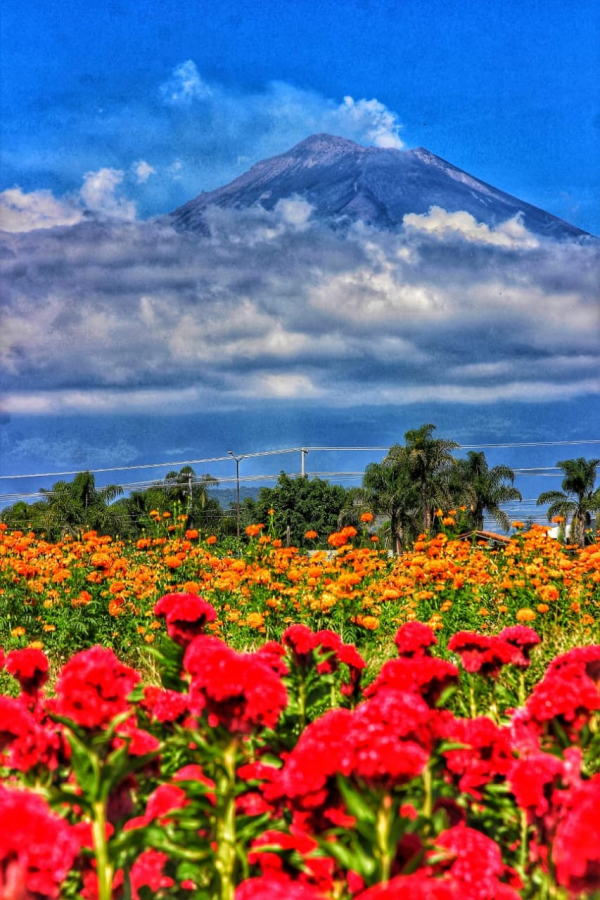 Campos de Cempasúchil + Valle de Catrinas Atlixco, Temporada 2024, Octubre - Image 7