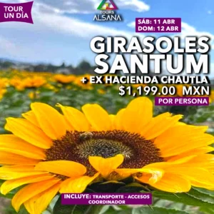 Campos de Girasoles y Chautla, 18 Abr, 02 May
