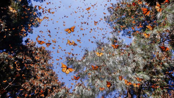 Mariposa Monarca + Angangueo, 25 de Febrero 2023 - Image 7