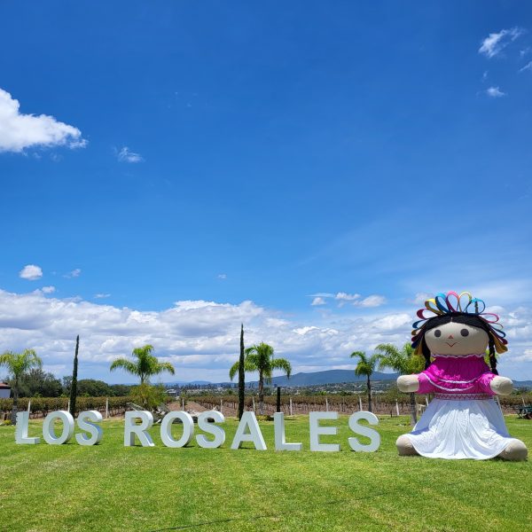 VENDIMIA VIÑEDOS LOS ROSALES 2024, 20 de Julio - Image 6