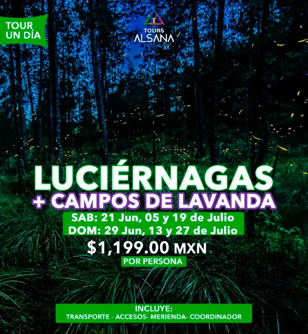 Luciérnagas + Campos de Lavanda, Temporada 2025