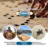 Liberación de Tortugas Acapulco Exprés, 21 Septiembre
