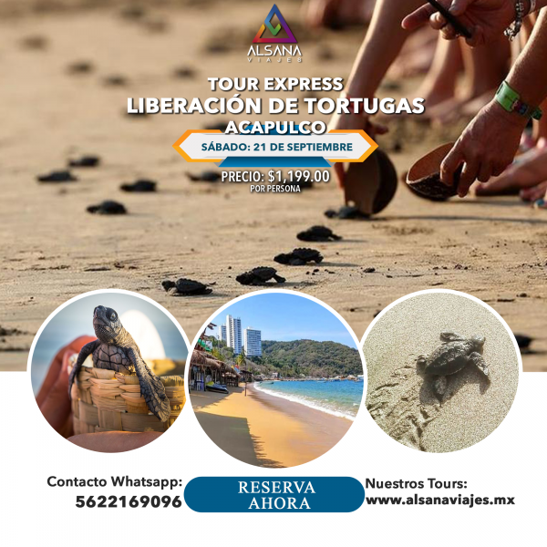 Liberación de Tortugas Acapulco Exprés, 21 Septiembre - Image 2