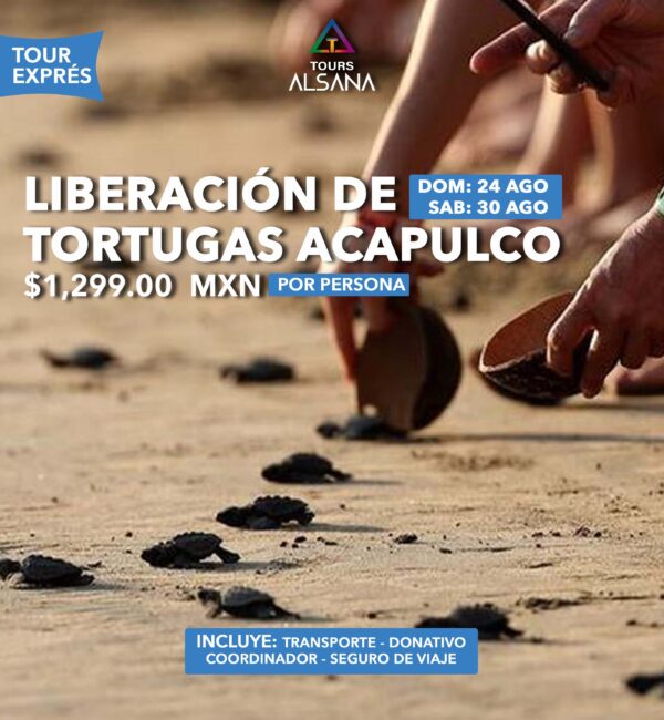 Liberación de Tortugas Acapulco: 24 y 30 de Agosto