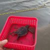 Liberación de Tortugas Acapulco Exprés, 21 Septiembre - Image 3