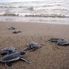 Liberación de Tortugas Acapulco Exprés, 21 Septiembre - Image 4