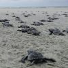 Liberación de Tortugas Acapulco Exprés, 21 Septiembre - Image 5