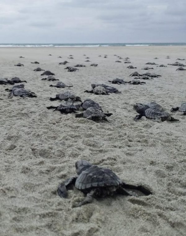 Liberación de Tortugas Acapulco Exprés, 21 Septiembre - Image 5