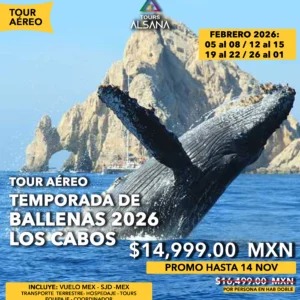 Avistamiento de Ballenas + Camellos, Los Cabos, Tour Aéreo, Febrero 2026