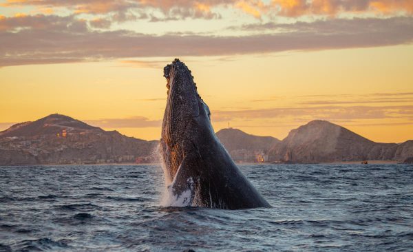 Avistamiento de Ballenas, Los Cabos, Tour Aéreo, Febrero 2025 - Image 5