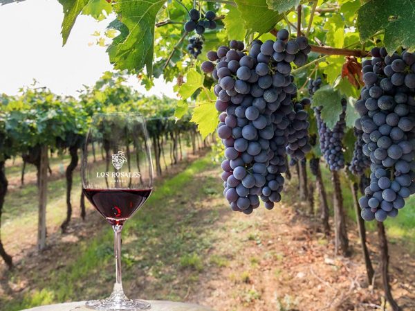 Ruta del Vino: Viñedos Bodega de Cote + Quesos Bocanegra, 21 de Abril - Image 3