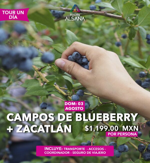 Campos Blueberry +Zacatlán, 03 de Agosto