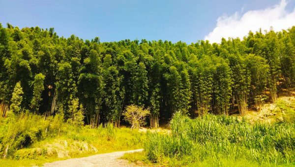 Teziutlán + Bosque de Bambú, 24 de Agosto - Image 2