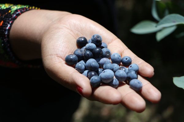 Campos Blueberry +Zacatlán, 03 de Agosto - Image 5