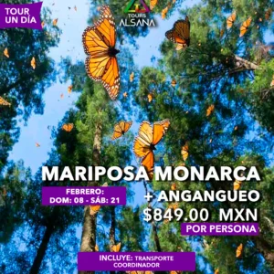 Mariposa Monarca + Angangueo, 08, 21 Feb, 08 Mar