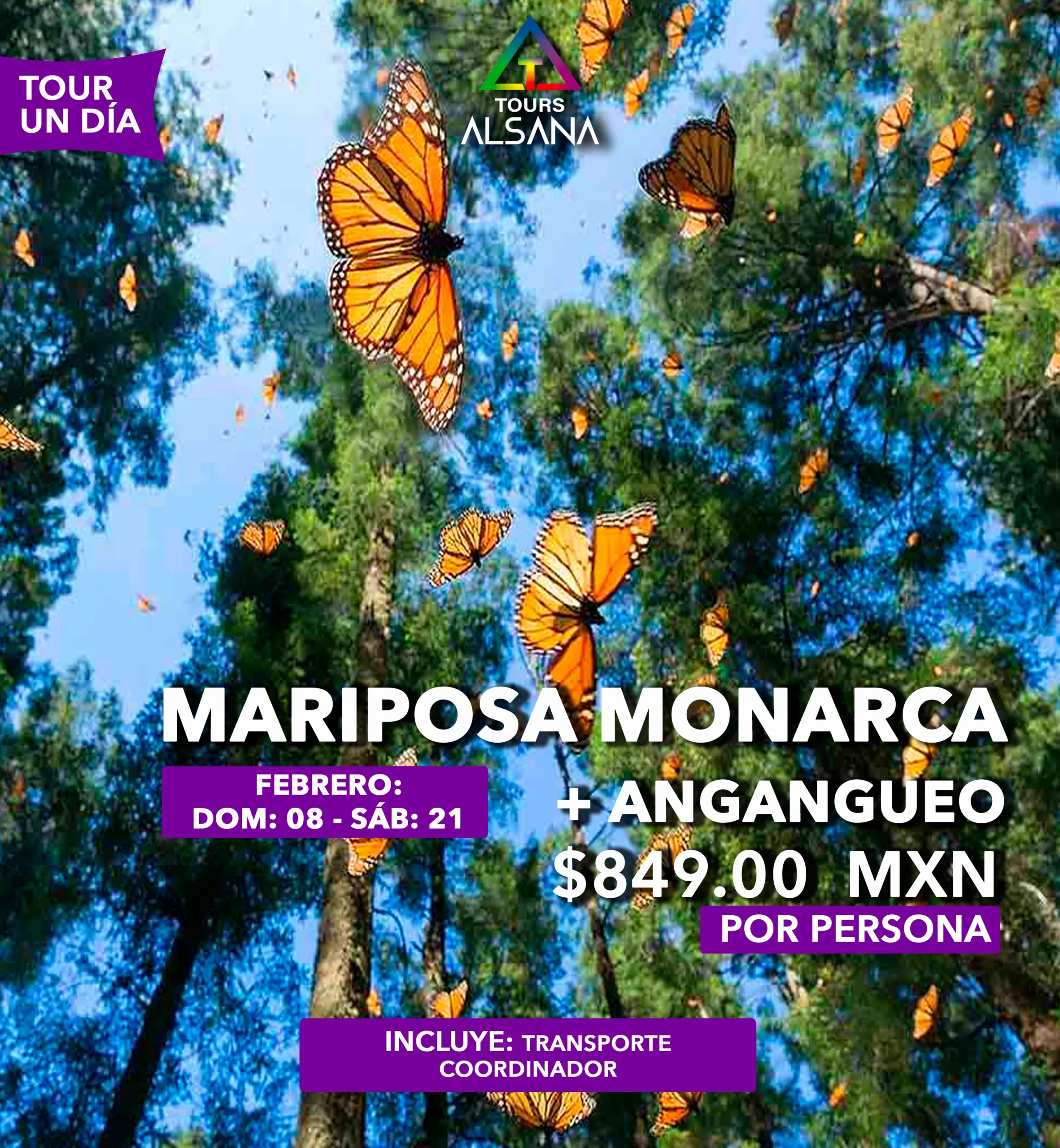 Mariposa Monarca + Angangueo, 08 Mar