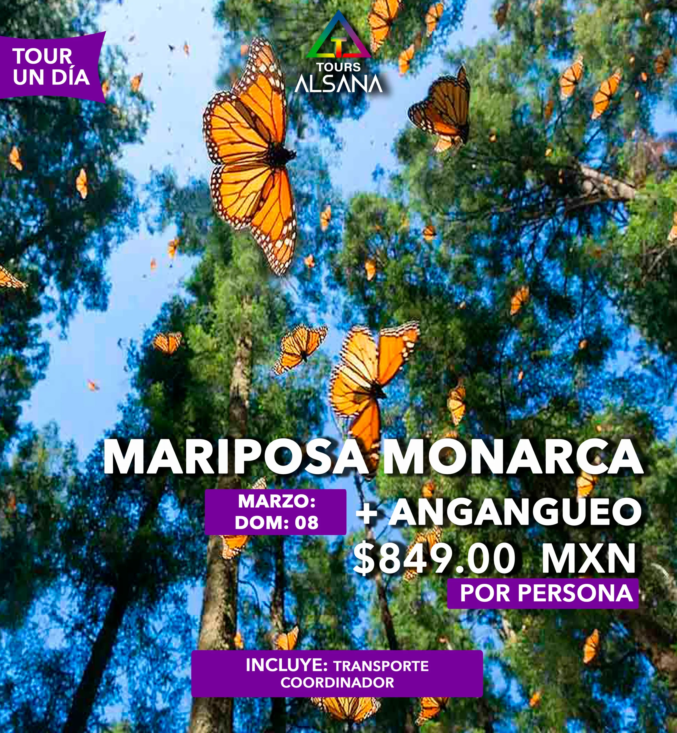 Mariposa Monarca + Angangueo, 08 Mar - Image 2