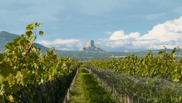 Viñedos Vinaltura +Bernal + Tequisquiapan, 26 de Noviembre - Image 2