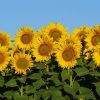 Santiario de Girasoles Tabasco, Semana Santa, 27 Mar al 01 Abr - Image 2