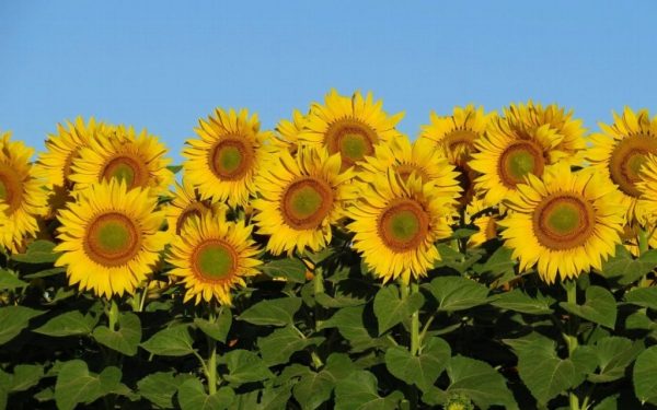 Santiario de Girasoles Tabasco, Semana Santa, 27 Mar al 01 Abr - Image 2