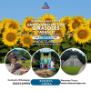 Santiario de Girasoles Tabasco, Semana Santa, 27 Mar al 01 Abr