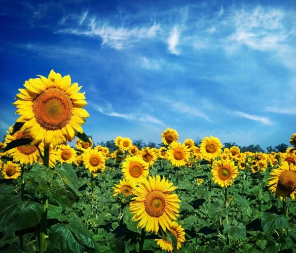 Santiario de Girasoles Tabasco, Semana Santa, 27 Mar al 01 Abr - Image 3