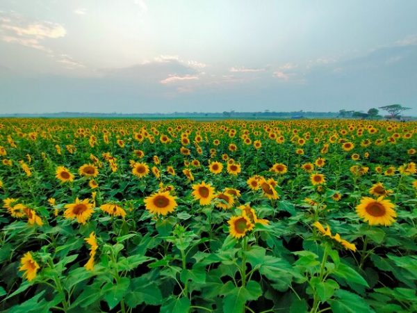 Campos de Girasoles Hidalgo + Real del Monte, 08 y 21 de Septiembre. - Image 3