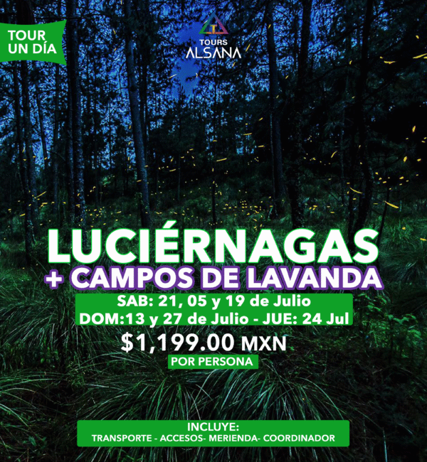 Luciérnagas + Campos de Lavanda, Temporada 2025