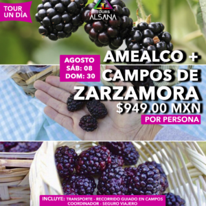 Campos de Zarzamora y Amealco, 08, 30 de Agosto