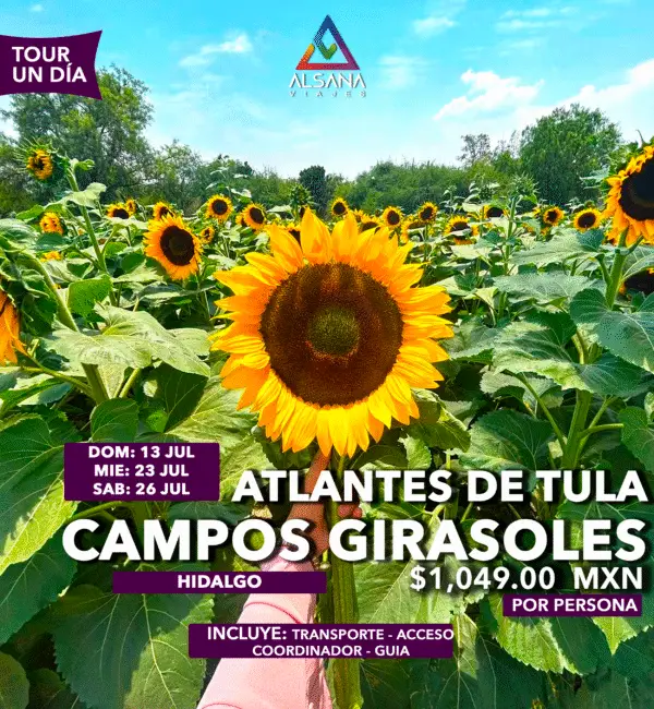 Campos de Girasoles + Atlantes de Tula, 13, 23 y 26 de Julio