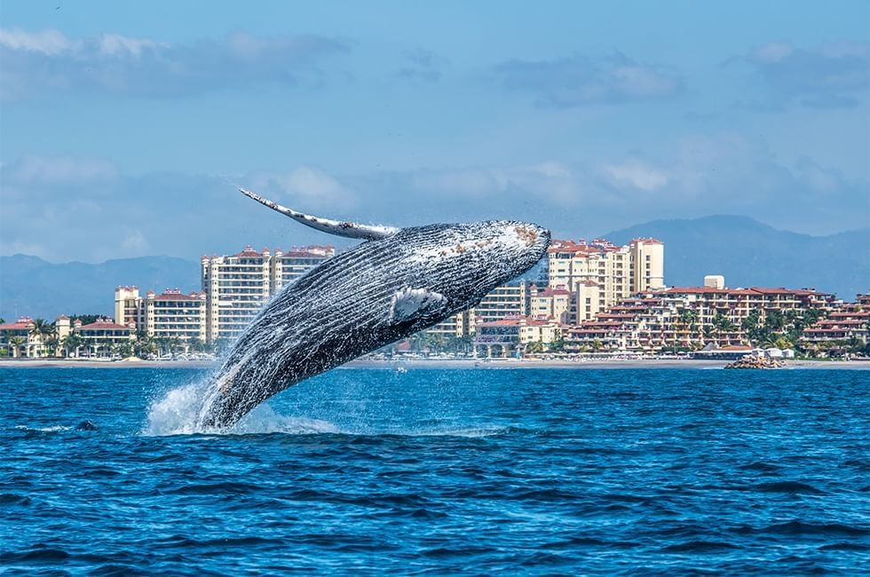 Avistamiento de Ballenas Vallarta Feb y Mar 2027 - Imagen 5