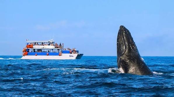Avistamiento de Ballenas Vallarta Feb y Mar 2027 - Imagen 6